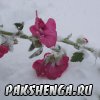 В Пакшеньге первый снег. 11 октября 2014 г.